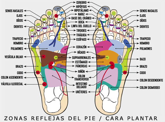 El ungüento del dolor en los pies varikoze